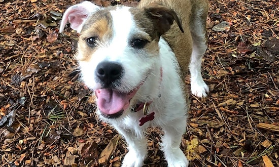These Charlotte-based puppies are up for adoption and in need of a good home
