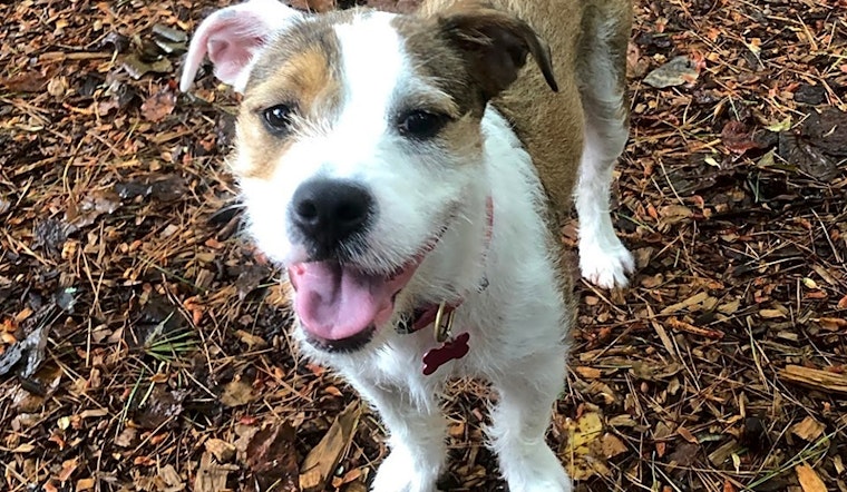 These Charlotte-based puppies are up for adoption and in need of a good home