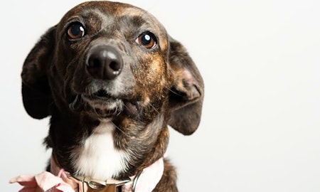 6 delightful doggies to adopt now in Atlanta