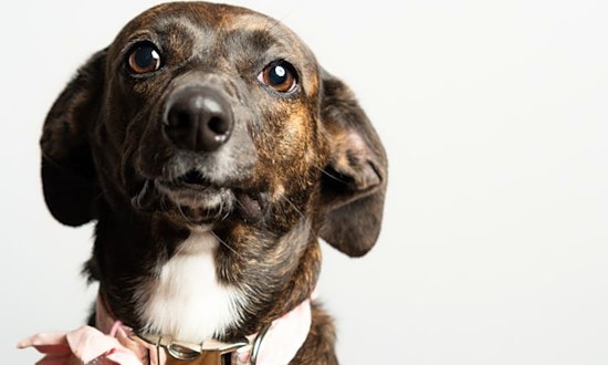 6 delightful doggies to adopt now in Atlanta