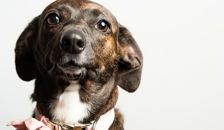 6 delightful doggies to adopt now in Atlanta