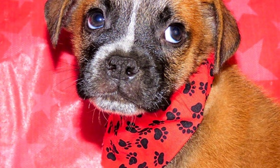 4 cuddly canines to adopt now in Jacksonville