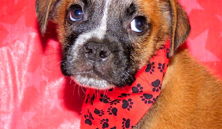 4 cuddly canines to adopt now in Jacksonville