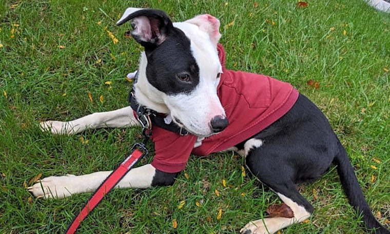 Want to adopt a pet? Here are 6 cuddly canines to adopt now in Chicago