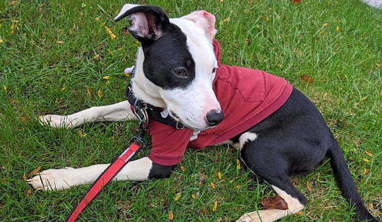 Want to adopt a pet? Here are 6 cuddly canines to adopt now in Chicago