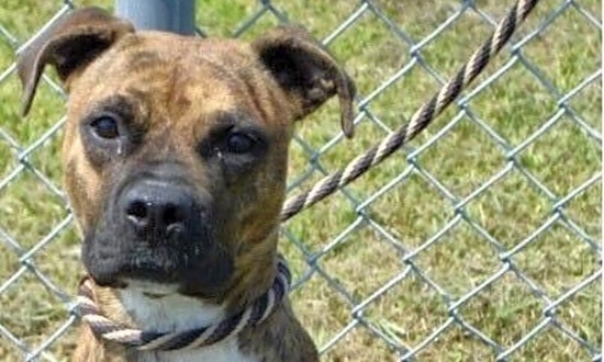 7 delightful doggies to adopt now in New Orleans