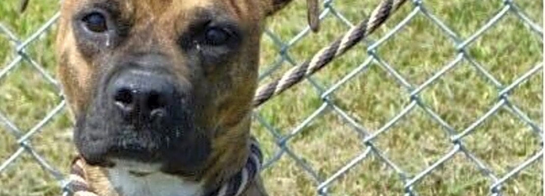 7 delightful doggies to adopt now in New Orleans