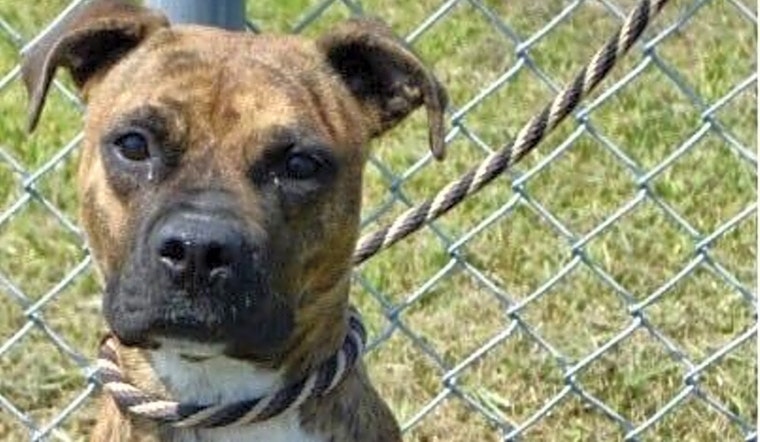 7 delightful doggies to adopt now in New Orleans