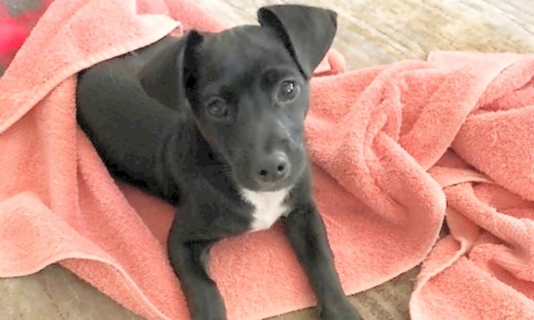 Want to adopt a pet? Here are 6 adorable pups to adopt now in Houston