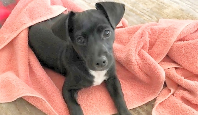 Want to adopt a pet? Here are 6 adorable pups to adopt now in Houston