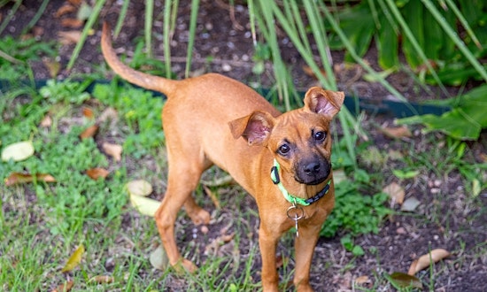 Looking to adopt a pet? Here are 5 cuddly canines to adopt now in San Antonio