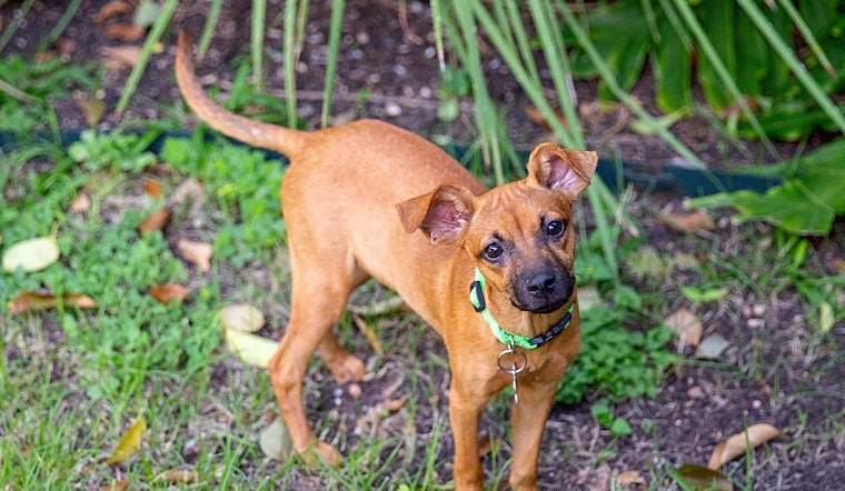 Looking to adopt a pet? Here are 5 cuddly canines to adopt now in San Antonio