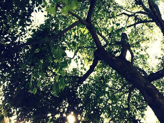 Planning Department to Present City Tree Funding
