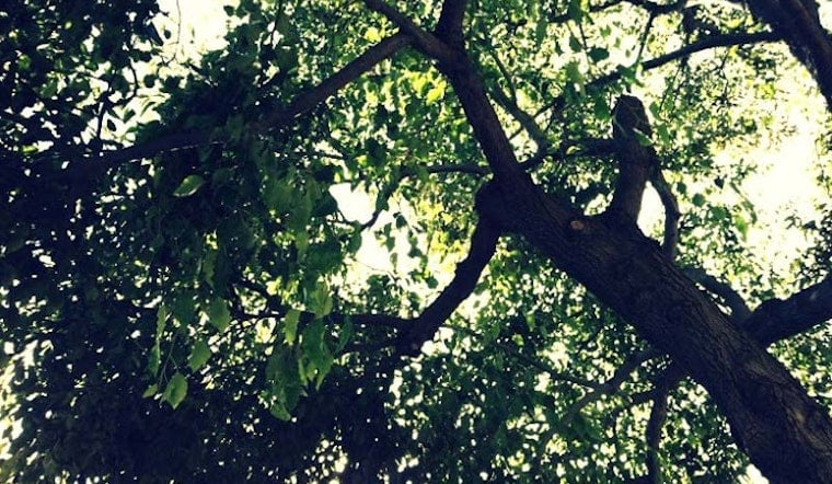 Planning Department to Present City Tree Funding