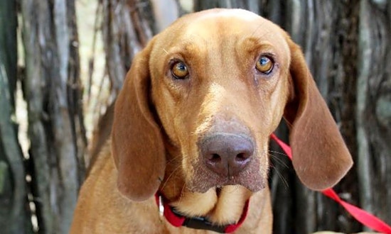 Want to adopt a pet? Here are 3 delightful doggies to adopt now in Arlington