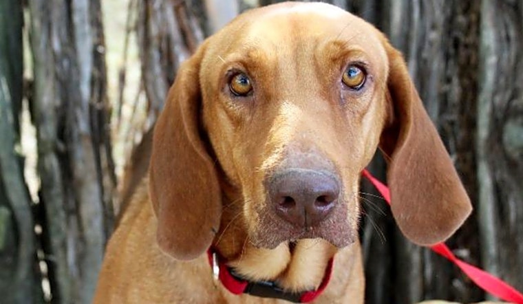 Want to adopt a pet? Here are 3 delightful doggies to adopt now in Arlington