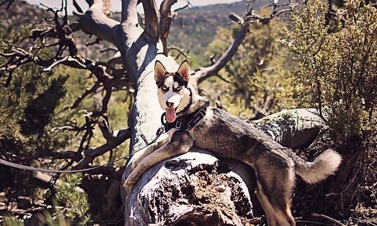 5 cuddly canines to adopt now in Las Vegas