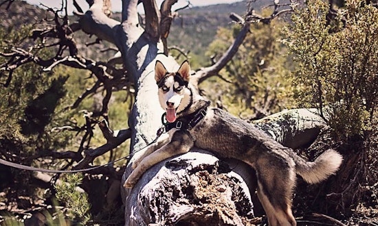 5 cuddly canines to adopt now in Las Vegas