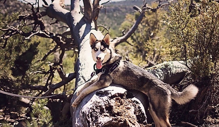 5 cuddly canines to adopt now in Las Vegas