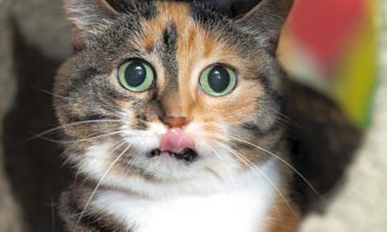 Want to adopt a pet? Here are 4 furry felines to adopt now in Milwaukee