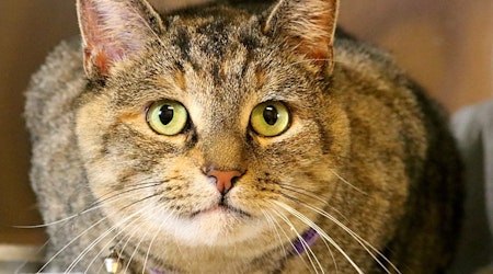 Want to adopt a pet? Here are 3 furry felines to adopt now in Worcester