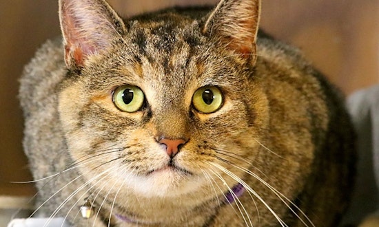 Want to adopt a pet? Here are 3 furry felines to adopt now in Worcester