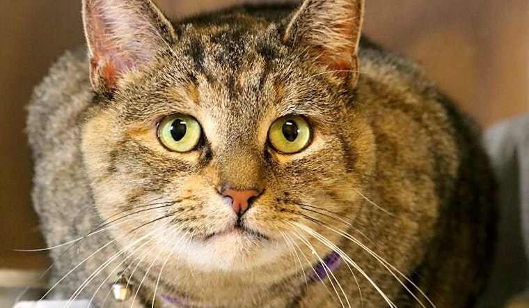 Want to adopt a pet? Here are 3 furry felines to adopt now in Worcester