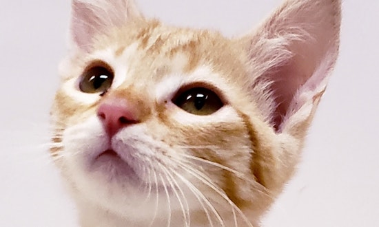 6 cuddly kittens to adopt now in Mesa