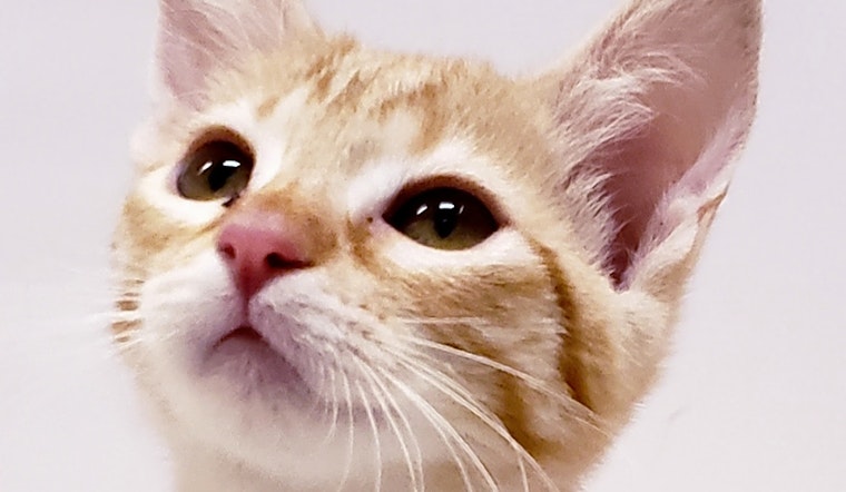 6 cuddly kittens to adopt now in Mesa