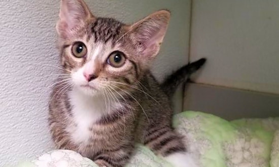 These Dallas-based kittens are up for adoption and in need of good homes