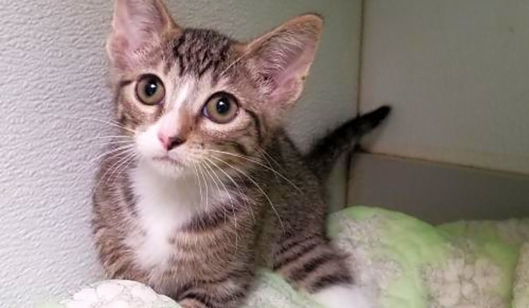 These Dallas-based kittens are up for adoption and in need of good homes