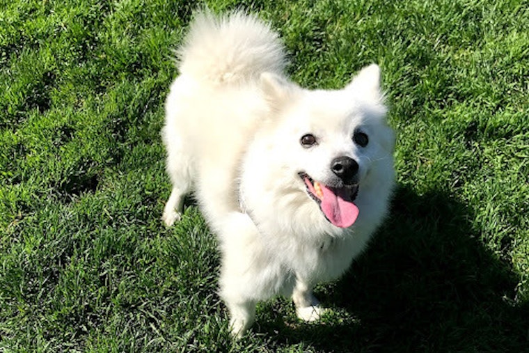 4 cuddly canines to adopt now in San Jose