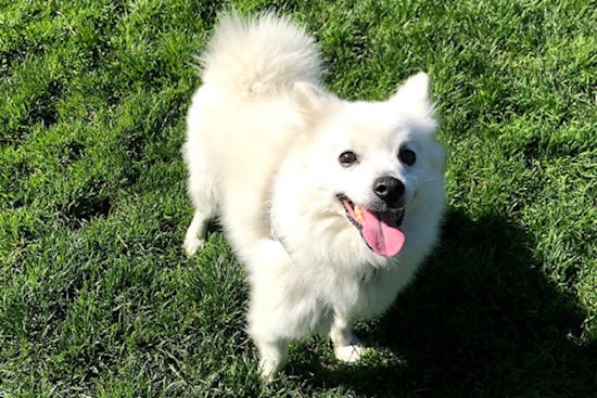 4 cuddly canines to adopt now in San Jose