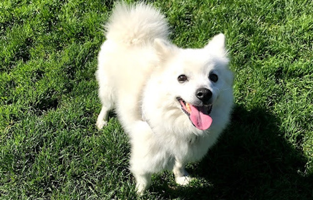 4 cuddly canines to adopt now in San Jose