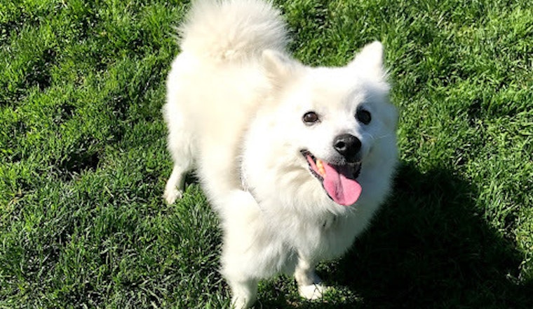 4 cuddly canines to adopt now in San Jose