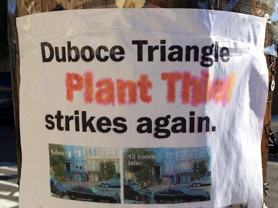Someone Is Stealing Plants In Duboce Triangle