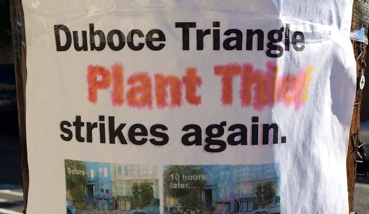 Someone Is Stealing Plants In Duboce Triangle