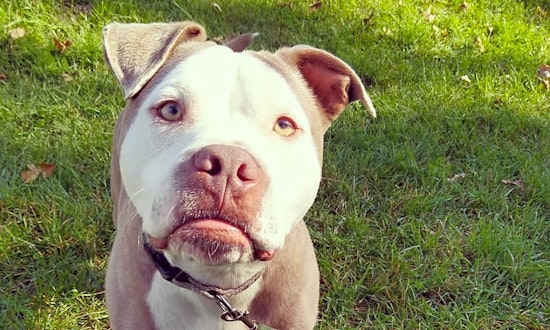 These Detroit-based doggies are up for adoption and in need of a good home