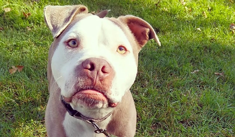 These Detroit-based doggies are up for adoption and in need of a good home