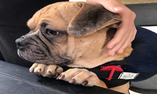 These Austin-based canines are up for adoption and in need of a good home