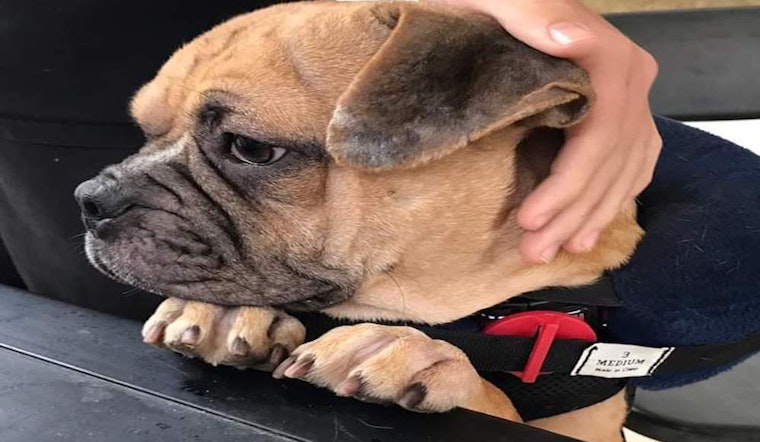 These Austin-based canines are up for adoption and in need of a good home