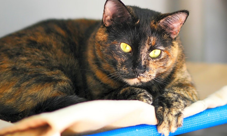 7 furry felines ready for adoption now in Denver