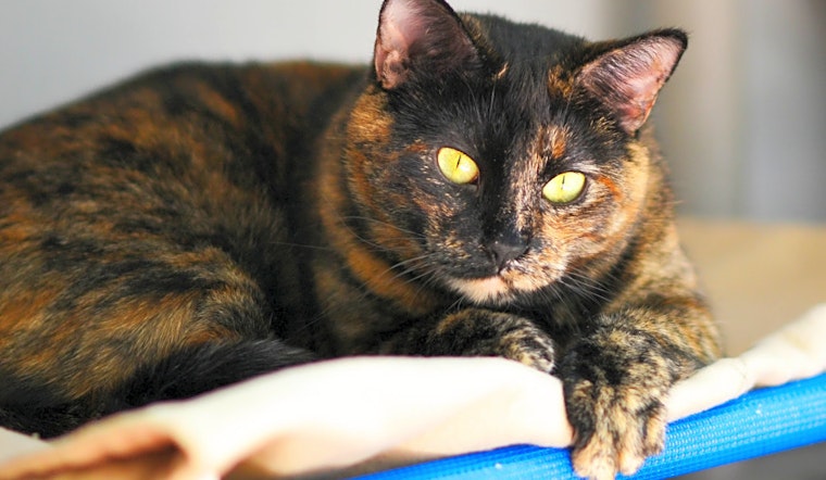 7 furry felines ready for adoption now in Denver