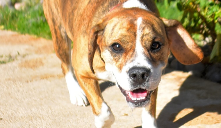 3 cuddly canines to adopt now in Henderson