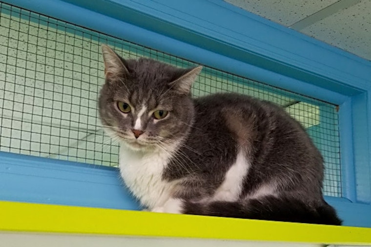 These Jersey City-based cats are up for adoption and in need of a good home