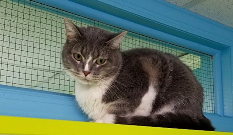 These Jersey City-based cats are up for adoption and in need of a good home
