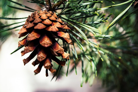 Top Austin news: Don't deck the Loop 360 trees for the holidays; thousands visit city for race; more