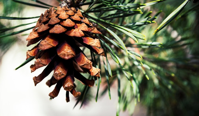 Top Austin news: Don't deck the Loop 360 trees for the holidays; thousands visit city for race; more