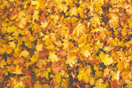 Top Denver news: 2 injured in early Sunday shooting; drop off your leaves at these locations; more