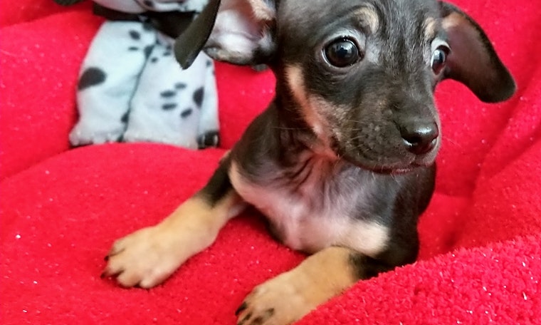 4 cuddly canines to adopt now in Stockton